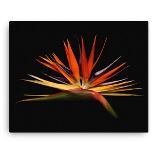 Vonflora Bird of Paradise Canvas Print Wall Art Bird of Paradise Flower