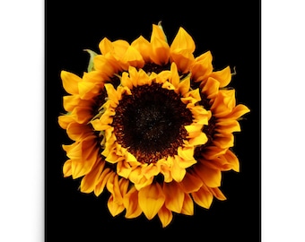 Print of: Vonflora Sunflowers Print Sunflower Wall Art Sunflower Poster Flower Decor