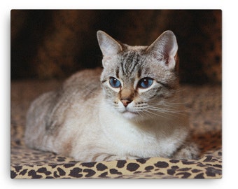 Blue Eye Siamese Cat Canvas Print Cat Wall Art