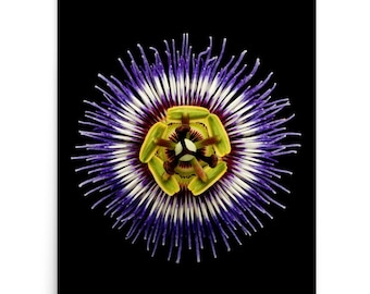 Print of: Vonflora Passion Flower Print Passiflora Wall Art Poster Photo