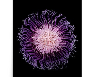 Print of: Vonflora Passion Flower Print Passiflora Flower Wall Art Poster Milk Thistle Flower