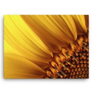 Print of: Sunflower Canvas Print  Wall Art