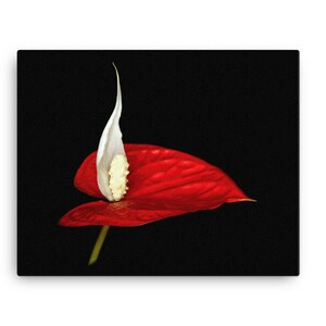 Vonflora Peace Lily Canvas Print Anthurium Canvas Print Wall Art Anthurium Wall Art