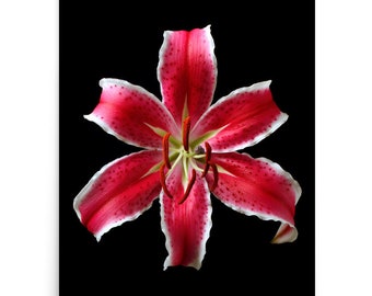 Print of: Vonflora Stargazer Lily Print Red Lily Flower Wall Art Poster