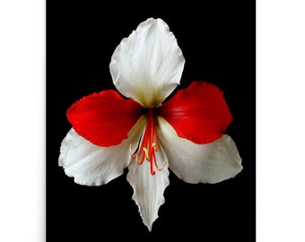 Print of: Vonflora Amaryllis Print Red White Amaryllis Flower Wall Art Poster