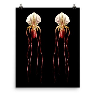 Print of: Vonflora Lady Slipper Orchid Print Phragmipedium Caudatum Orchid Print Wall Art Orchid Poster
