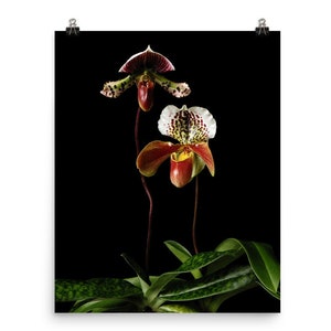 Print of: Lady Slipper Orchids Print Paphiopedilum Orchid Wall Art Poster