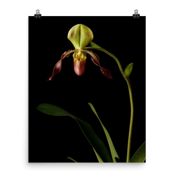 Print of: Lady Slipper Orchid Print Paphiopedilum Orchid Poster Wall Art Photo