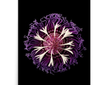 Print of: Vonflora Passion Flower Print Passiflora Flower Cornflower Wall Art Poster