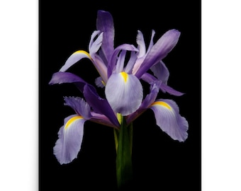 Vonflora Iris Print: Purple Iris Flower Art