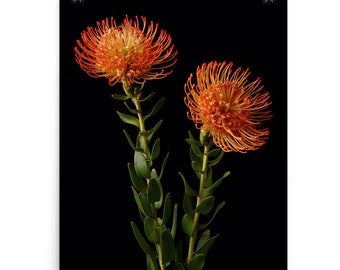 Print of: Pincushion Flower Print Leucospermum Protea Poster Wall Art Photo