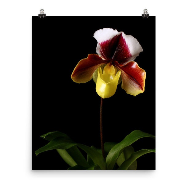 Print of: Vonflora Lady Slipper Orchid Print Paphiopedilum Orchid Poster Red Yellow Orchid Wall Art