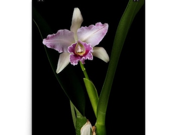 Print of: Cattleya Orchids Print Cattleya Orchid Poster Orchid Photo