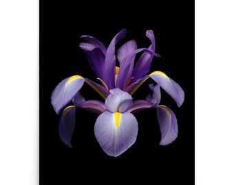 Print of: Vonflora Iris Print Irises Wall Art Iris Flower Poster