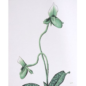 8 x 10 Orchid Painting Paphiopedilum Lady Slipper Orchid Art