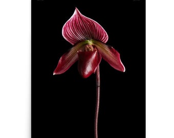 Print of: Maudiae Red Orchid Print Paphiopedilum Lady Slipper Orchid Wall Art
