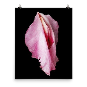 Vonflora EroFlower Pink Orchid Print Orchid Flower Print Suggestive Flower
