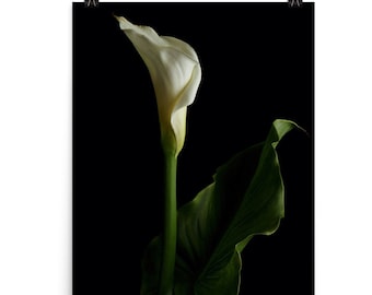 Print of: Calla Lily Print White Calla Lily Flower Poster Wall Art