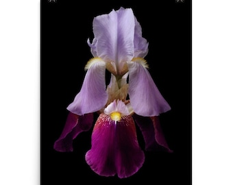 Purple Iris Flower Art Print: Vonflora Superflower Photography