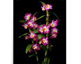 Print of: Print of Dendrobium Nobile Orchids Poster Nobile Orchid Wall Art Photo