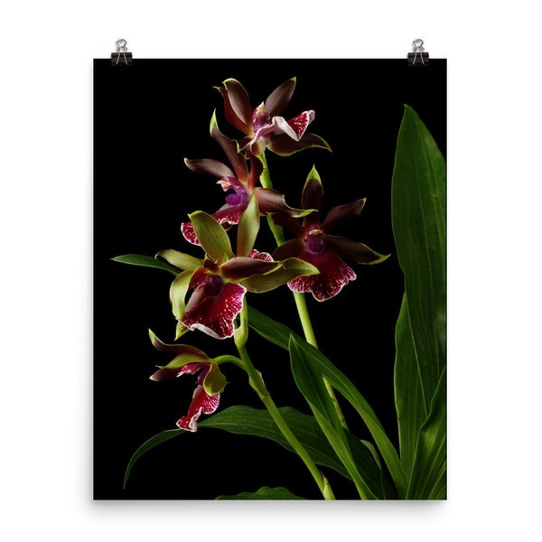 Print of: Zygopetalum Orchid Print Red Orchids Poster Wall Art Photo
