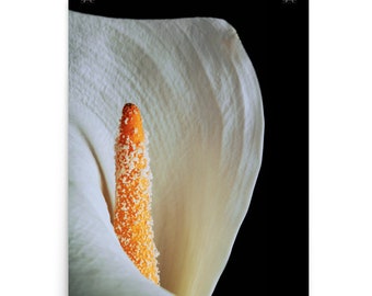 Print of: Calla Lily Print White Calla Lily Flower Poster Wall Art Macro