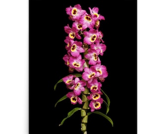 Print of: Dendrobium Red Emperor Orchid Print Dendrobium Orchids Wall Art Poster