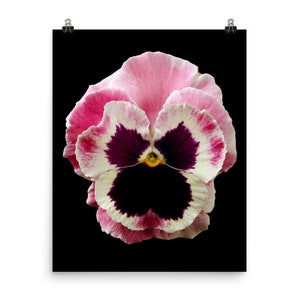 Print of: Vonflora Pink Pansy Print Pansies Wall Art Poster Pansy Flower