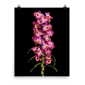 Print of: Dendrobium Red Emperor Orchid Print Dendrobium Orchids Wall Art Poster 16×20 inches