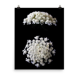 Druck von: Queen Anne&#39;s Lace Druck Blumen Poster Wand Kunst Foto