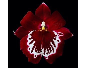 Instant Download Printable Red Miltonia Miltoniopsis Pansy Orchid Print Miltonia Orchid Photo Miltonia Orchid Picture Miltonia Orchid Poster