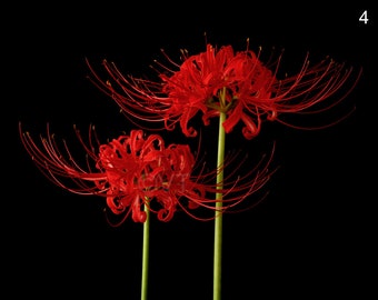 Red Spider Lily Etsy