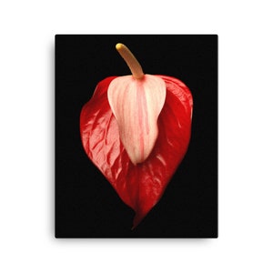 Vonflora Anthurium Canvas Print Wall Art  Anthurium Flowers