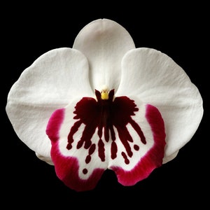 Vonflora Stiefmütterchen Miltonia Orchidee Bild Miltonia Orchidee Foto Miltonia Orchidee Druck Miltonia Orchidee Kunst Orchidee Poster Orchidee Wand Kunstdruck