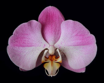 Pink Moth Orchid Print Moth Orchid Photo Moth Orchid Picture Moth Orchid Poster Moth Orchid Wall Art Moth Orchid Photography Floral Print