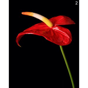 Instant Download Printable - Close-up Red Anthurium Print Anthurium Photo Flower Picture Anthurium Poster Anthurium Digital Prints