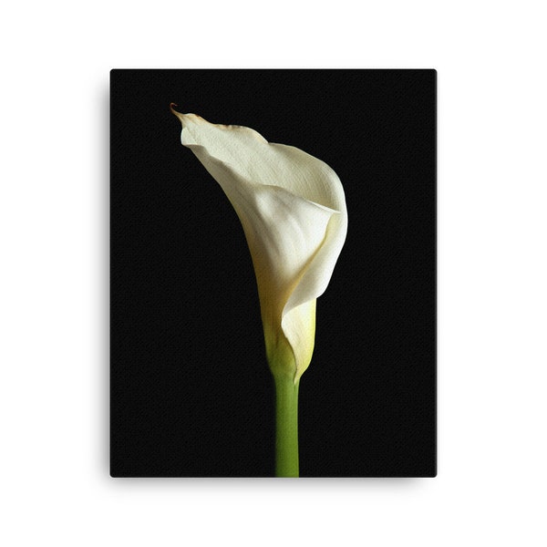 Calla Lily Wall Art Etsy