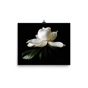 May include: A white magnolia flower with large petals and dark green leaves against a black background. The flower is the focal point, with its delicate details and contrasting colors. The image is printed on a poster and held by a clip.