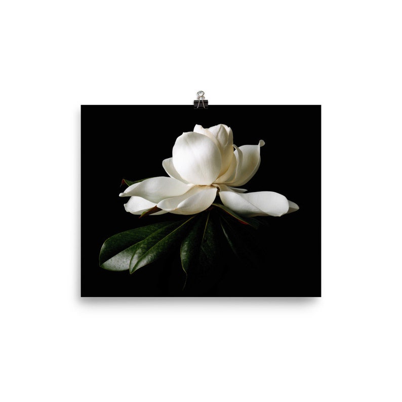 May include: A white magnolia flower with large petals and dark green leaves against a black background. The flower is the focal point, with its delicate details and contrasting colors. The image is printed on a poster and held by a clip.