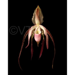 Vonflora Paphiopedilum Orchid Lady Slipper Orchid Picture Orchid Photo Orchid Print Orchid Art Orchid Poster Lady Slipper Orchid Wall Art