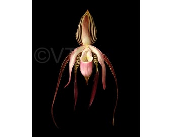 Vonflora Paphiopedilum Orchid Lady Slipper Orchid Picture Orchid Photo Orchid Print Orchid Art Orchid Poster Lady Slipper Orchid Wall Art