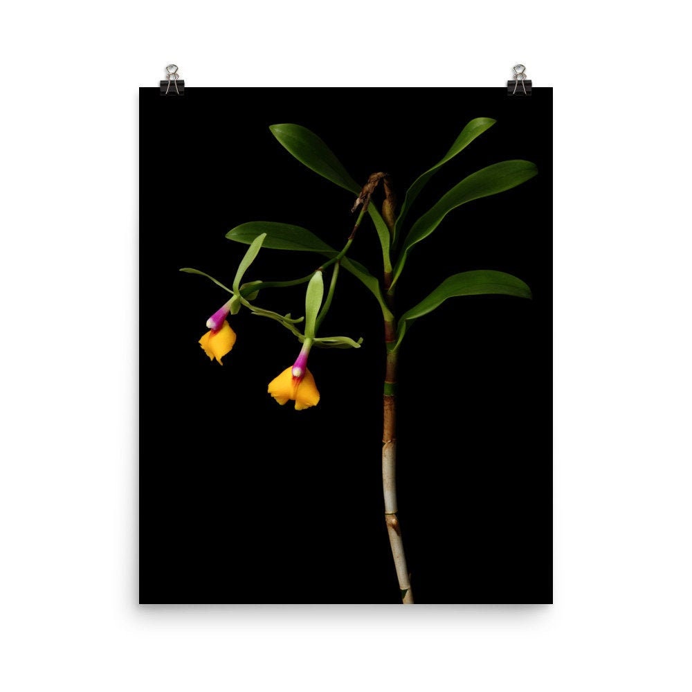 Print of: Flame Thrower Orchid Print Epicattleya Orchid Poster Epidendrum Orchid Wall Art Photo