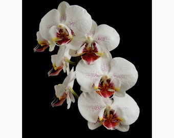 Print of: White Moth Orchids w/ Spots - Multiple Sizes Flower Print Flower Photo Flower Picture Flower Poster Wall Art Flower Photography