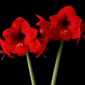 Instant Download Printable - Red Lion Amaryllis Flower Print Amaryllis Photo Amaryllis Picture Amaryllis Poster Amaryllis  Digital Prints