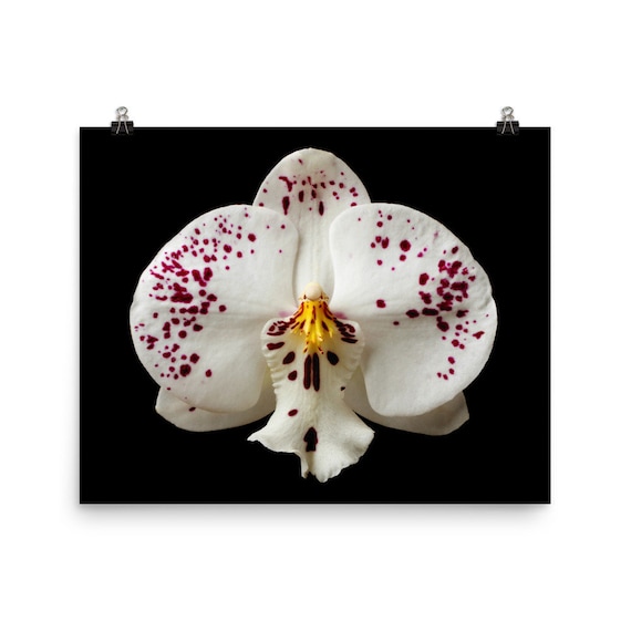 Spotted Moth Orchid Art Print: Vonflora Superflower Poster