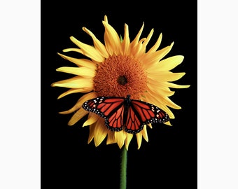 Instant Download Printable - Sunflower w/ Monarch Butterfly Print Sunflower Photo Sunflower Picture Sunflower Poster Digital Prints
