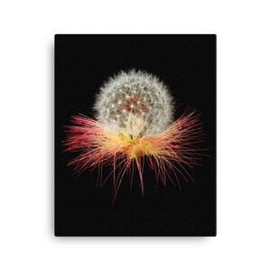 Vonflora Dandelion Canvas Print Mimosa Canvas Print Dandelion Wall Art