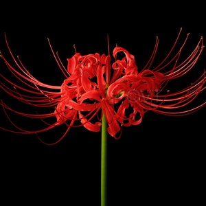Print of: Spider Lily Print Lycoris Radiata Flower Poster Wall Art