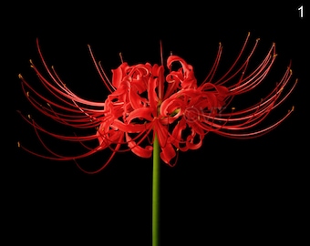 Print of: Spider Lily Print Lycoris Radiata Flower Poster Wall Art