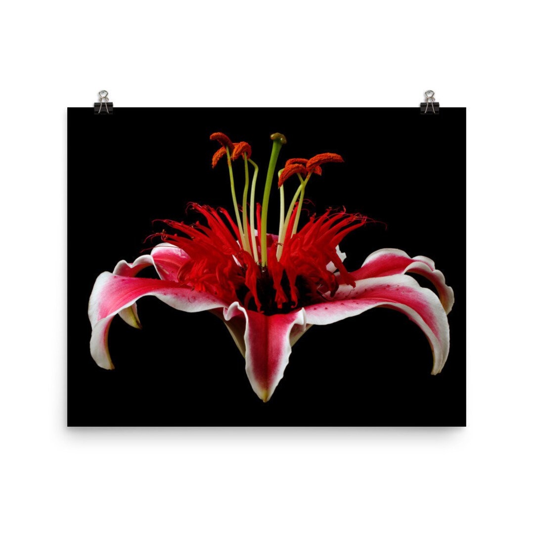 Print Of: Vonflora Stargazer Lily Print Monarda Bee Balm Flower Wall ...